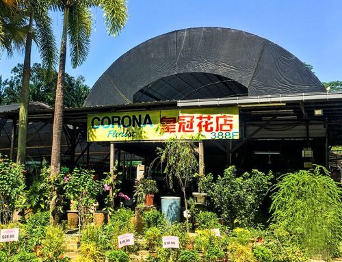Corona1